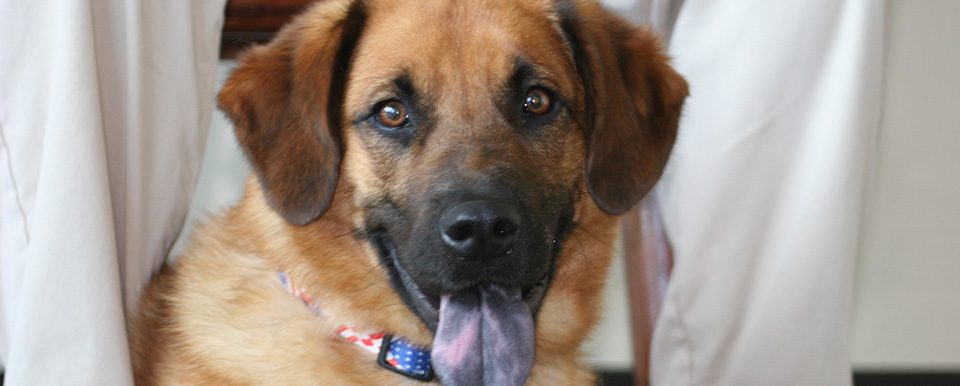 A happy dog — one of the patients at Pueblo West Veterinary Clinic