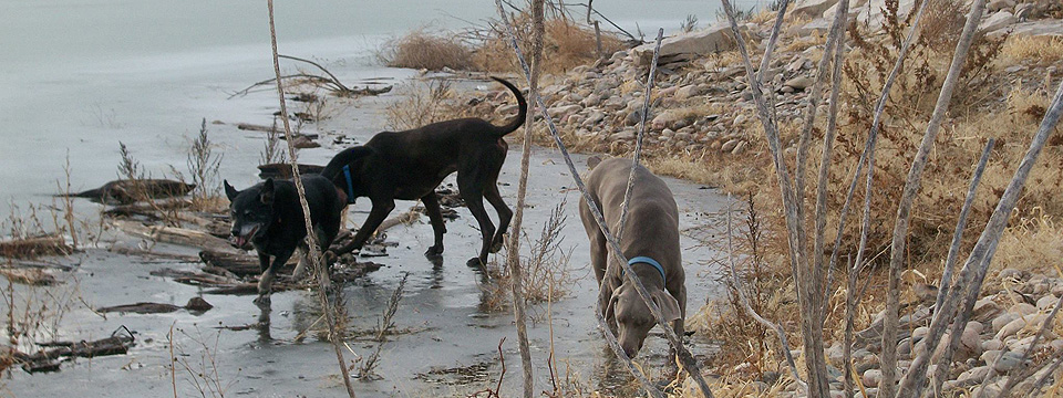 Dogs enjoying the Colorado outdoors near Pueblo West