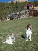 Abbi & Radar — a patient at Pueblo West Veterinary Clinic