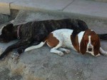 Best Buds — a patient at Pueblo West Veterinary Clinic