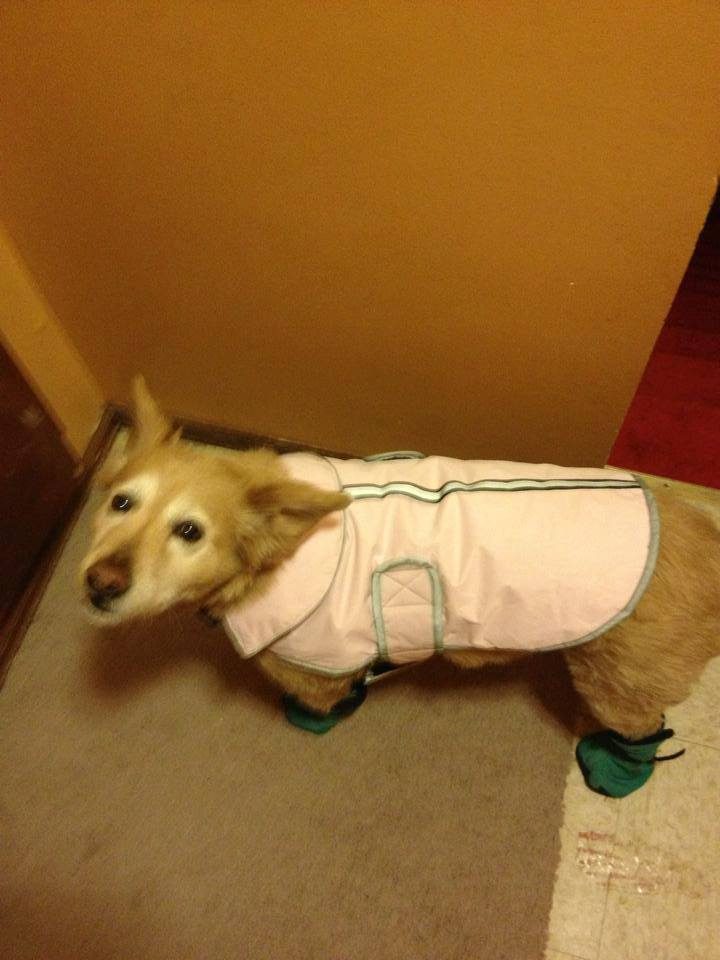 Boots — a patient at Pueblo West Veterinary Clinic