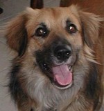 Flipper — a patient at Pueblo West Veterinary Clinic