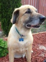 Flowerbed — a patient at Pueblo West Veterinary Clinic