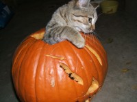 Halloween Kitty — a patient at Pueblo West Veterinary Clinic