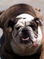 Harley — a patient at Pueblo West Veterinary Clinic