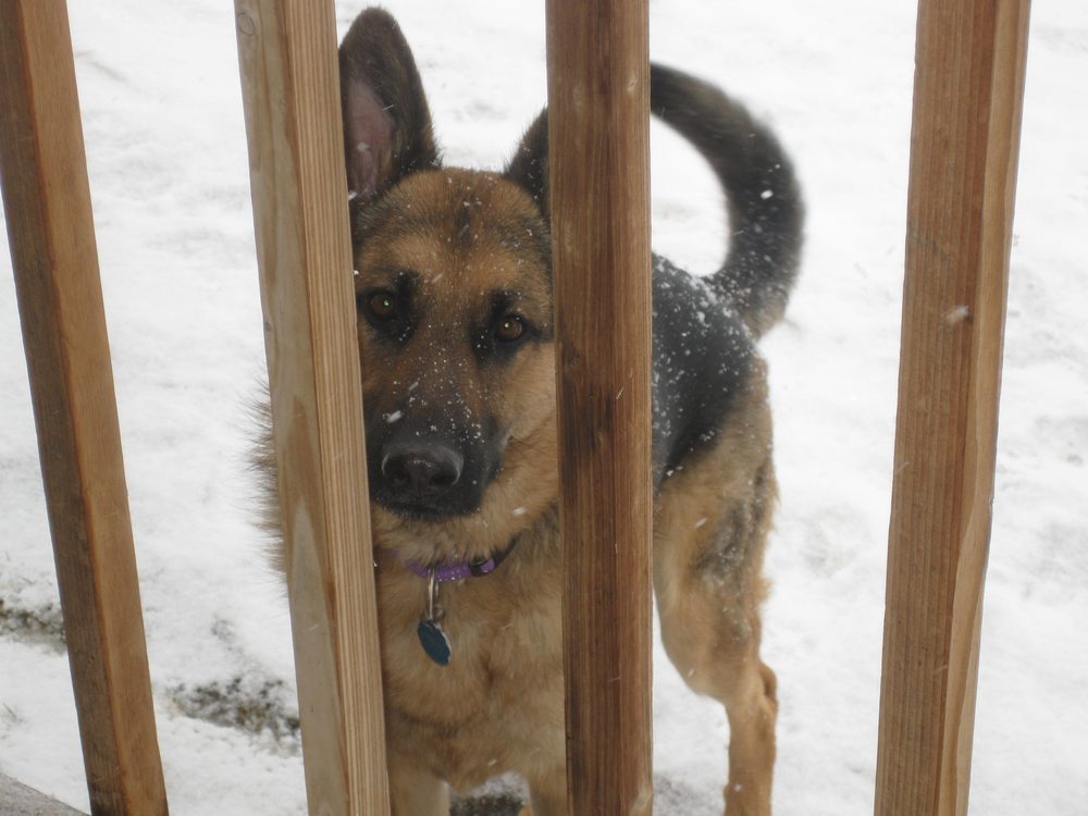 Ike — a patient at Pueblo West Veterinary Clinic