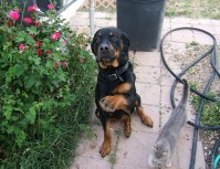 Max — a patient at Pueblo West Veterinary Clinic
