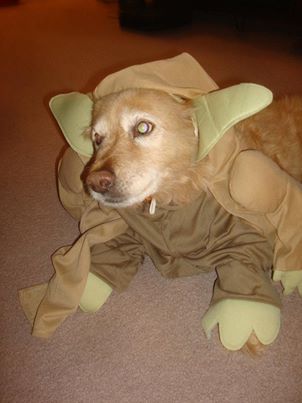 Roofie as Yoda — a patient at Pueblo West Veterinary Clinic