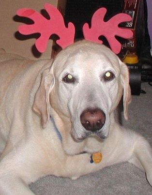 Sebastian — a patient at Pueblo West Veterinary Clinic